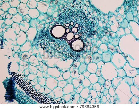 Cucurbita Stem Micrograph