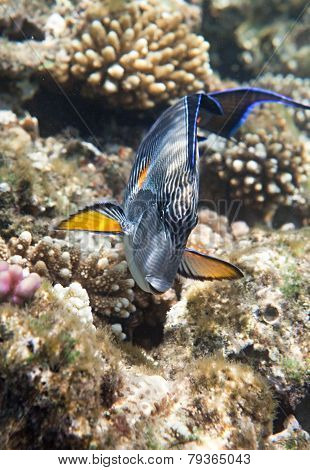 Sohal surgeonfish