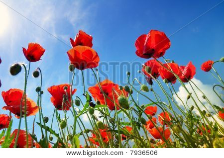 Coquelicots