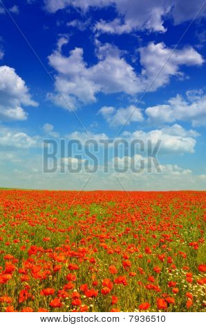 Coquelicots