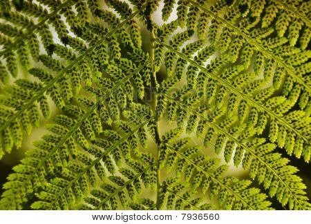 Feuille de fougère vert