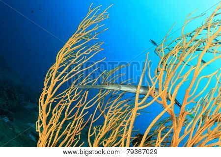 Coral and Trumpetfish