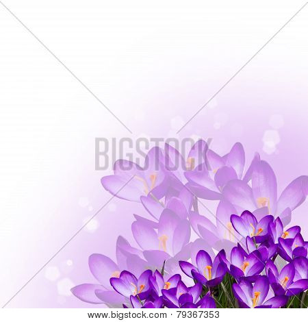 Postcard With Fresh Flowers Crocus  And Empty  Place For Your Text