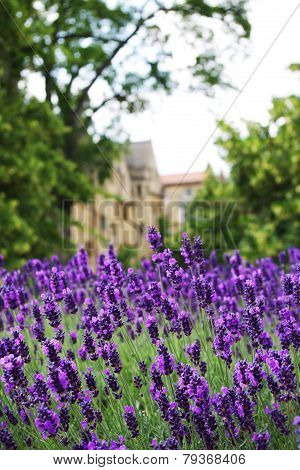 Field of lavender