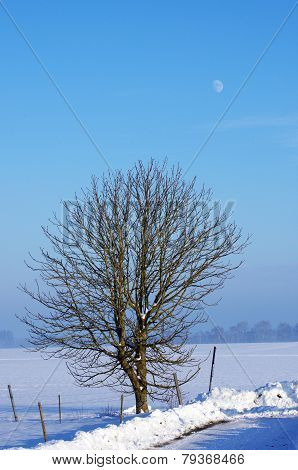 Tree in Winter