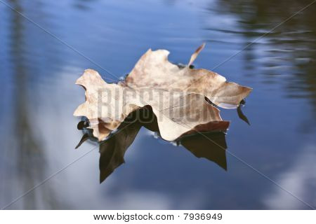 Foating Leafe