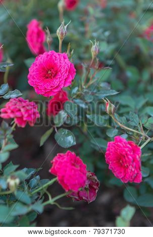 Beautiful Rose In The Garden