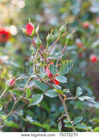 Beautiful Rose Garden In The Morning