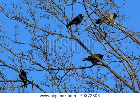 Crows And Rooks