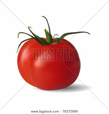 Tomato