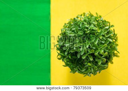 Plastic Plant In Pot