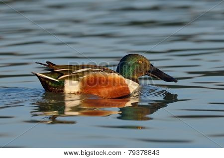 wild duck in natural habitat  (anas clypeata)