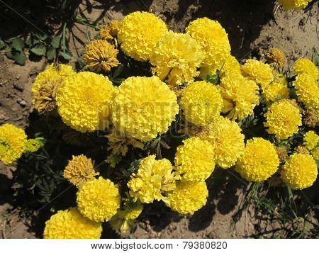 Yellow flowers