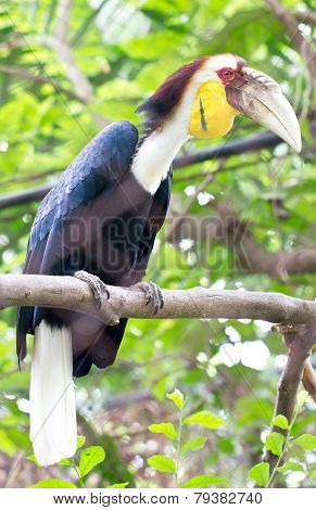 Great Hornbill.