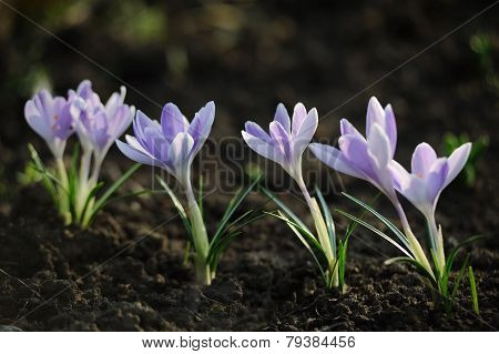 Crocus Flower In The Field