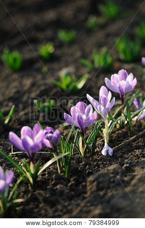 Crocus Flower In The Field
