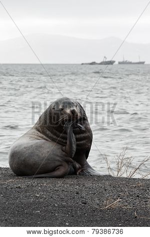 Lonely Steller Sea Lion (eumetopias Jubatus) On The Beach