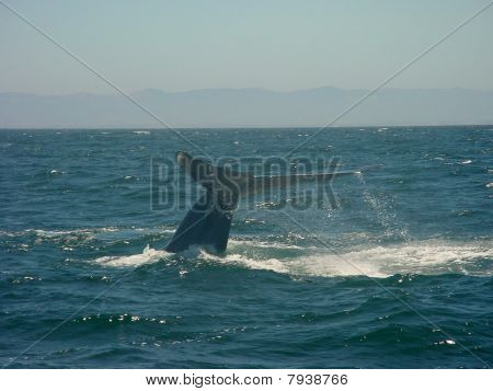 Baleine d'une queue