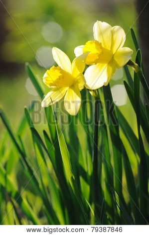 Beautiful Yellow Daffodils In Spring Sunshine