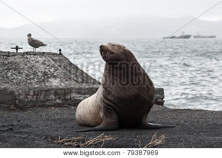 Northern Sea Lion (eumetopias Jubatus) On The Beach