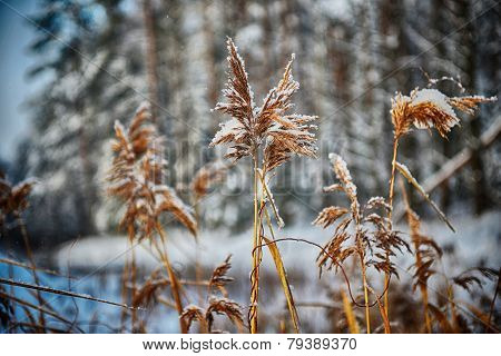 Reeds On Frozen Pond