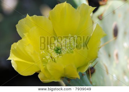 Cactus Flower Closeup