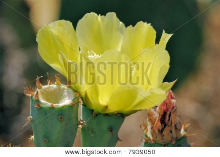 Fiore di Cactus giallo