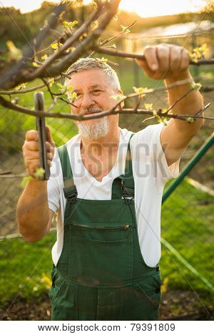 Portrait of a handsome senior man gardening in his garden, on a lovely spring day (color toned image)