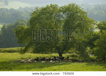 Lammaslauma puun alla