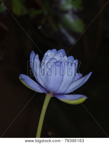 Purple Lotus Flower