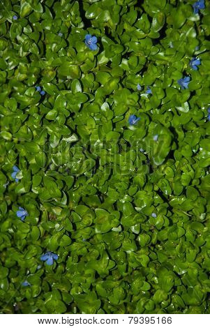Green Grass Background