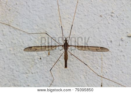 daddy longlegs insect