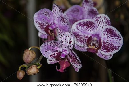 Violet Orchid Flower