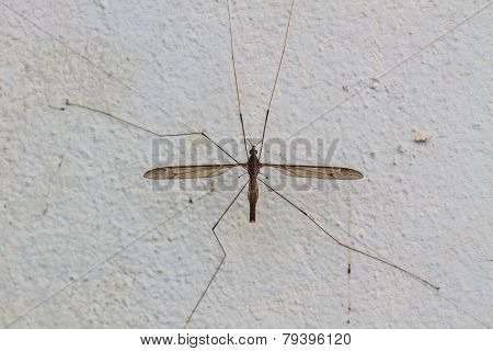 daddy longlegs insect