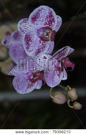 Violet Orchid Flower