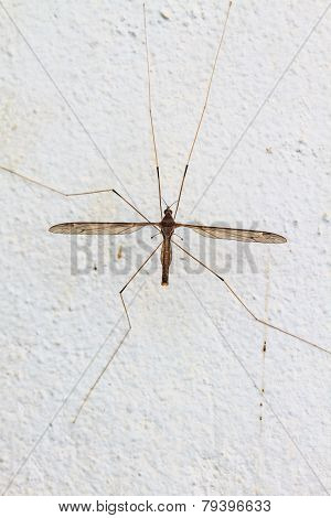 daddy longlegs insect