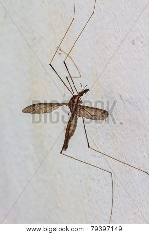 daddy longlegs insect