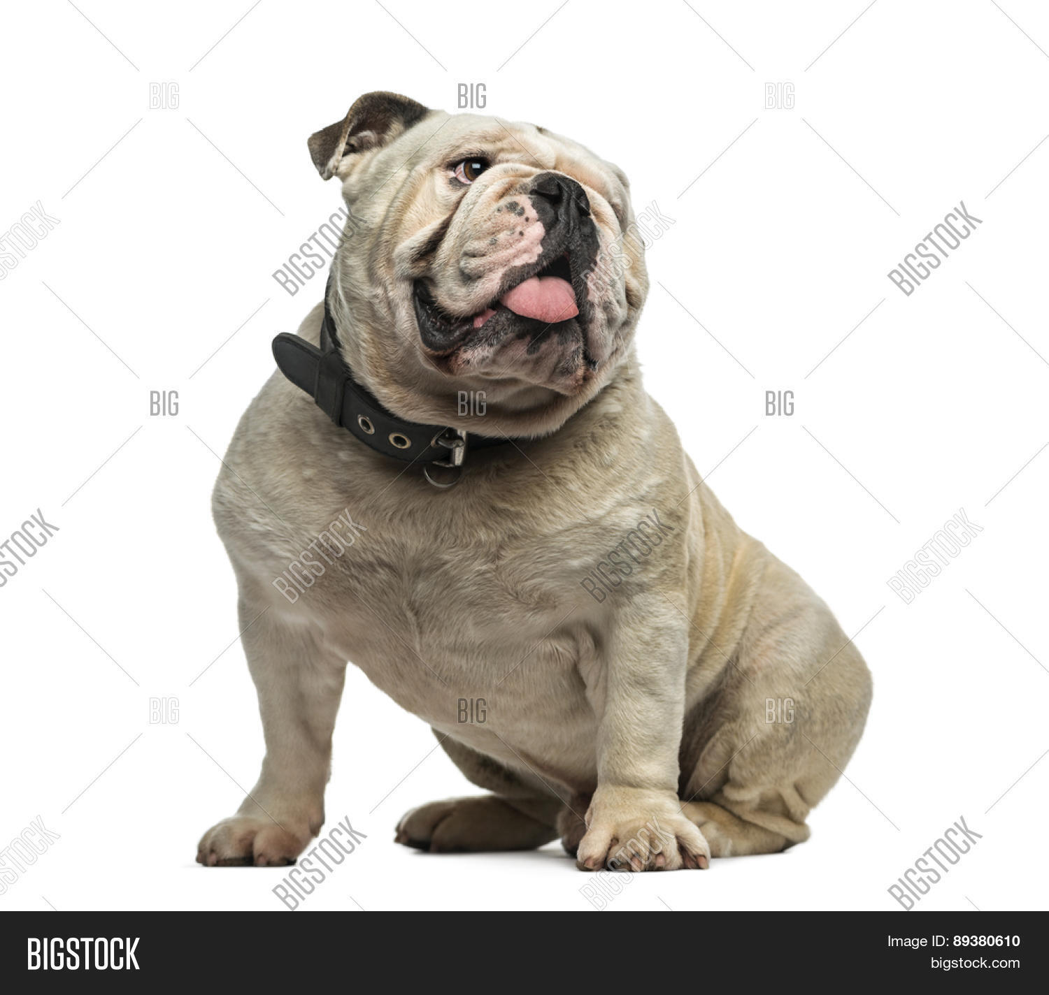 Староанглийский бульдог порода. Бульдог 3 года. Бульдог 3 года. Бульдог 3 года. Английский бульдог параметры взрослой собаки.