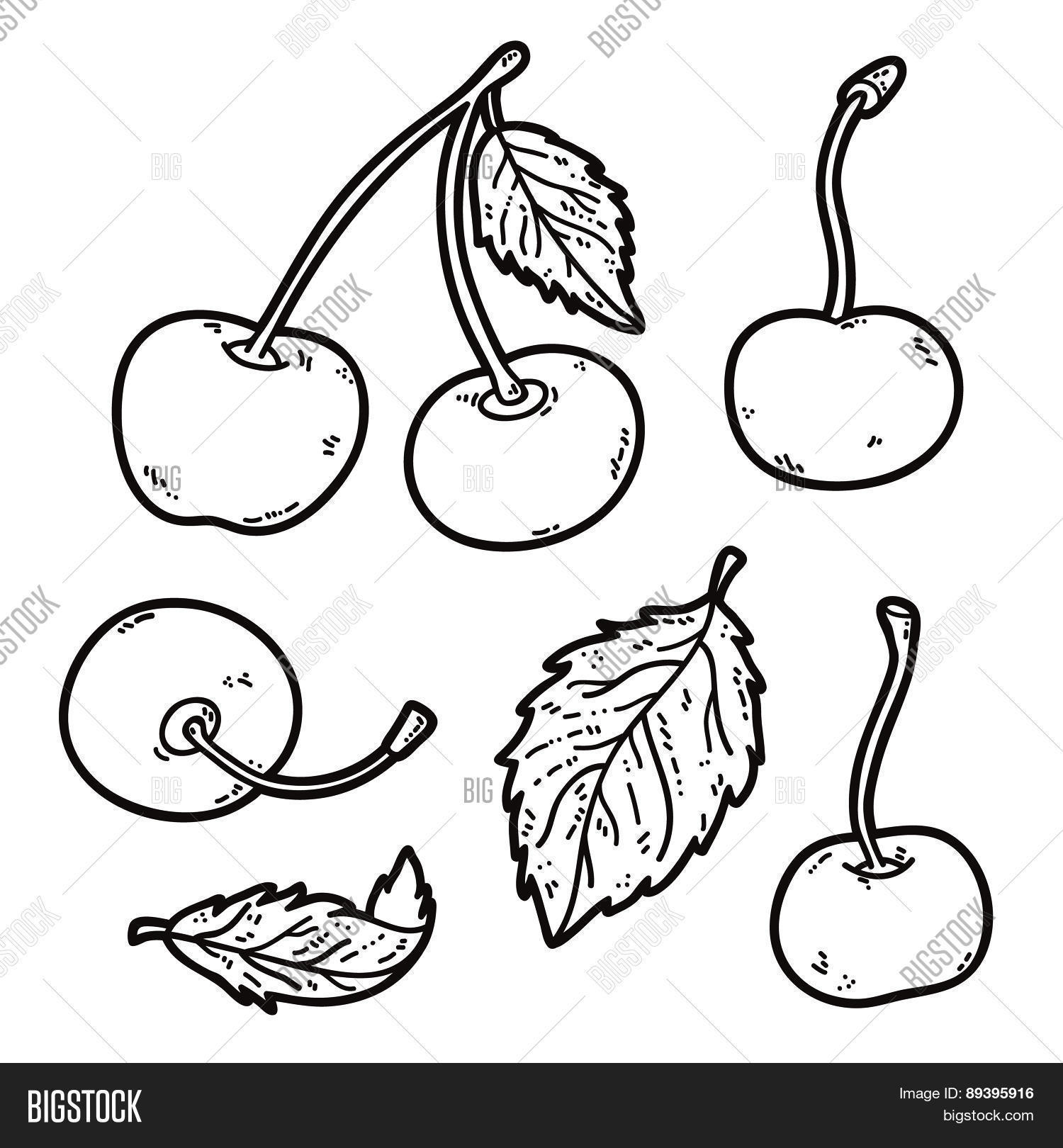 Cherry Outlines Vector & Photo (Free Trial) Bigstock