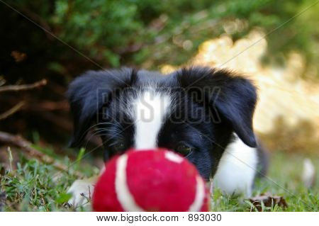 Perrito y bola