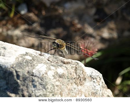 Libelle