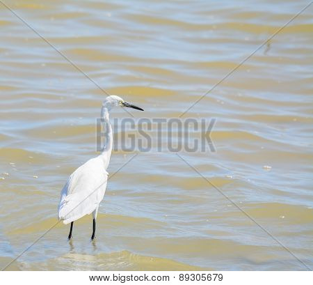 White Heron In The Water