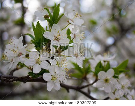 Flowering Cherry Closeup