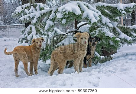 Stray Dogs In The Snow