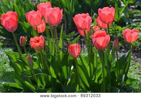 Pink  tulips