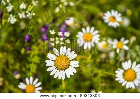 Spring flowers