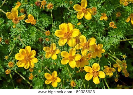 Beautiful fresh vibrant Autumn Fall wild flower scene