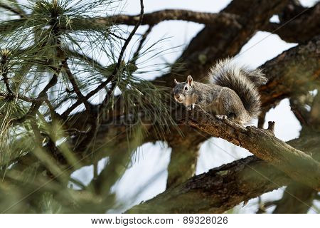 Silver - Gray Squirrel