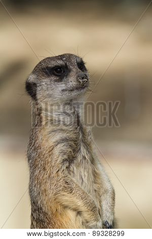 Meerkat - Suricata Suricatta