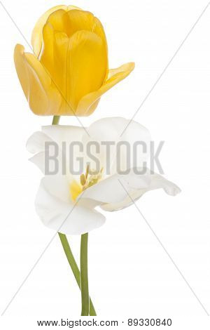 Tulip
